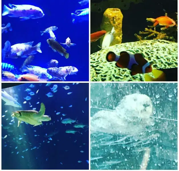 A Look Inside the New York Aquarium at Coney Island - Slideshow video PLUS information regarding  "pay what you wish" donation for entry
